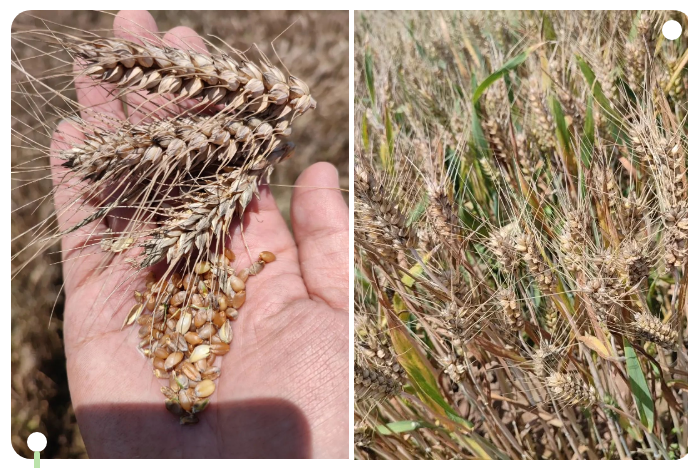 发芽小麦对面粉品质影响及使用注意事项
